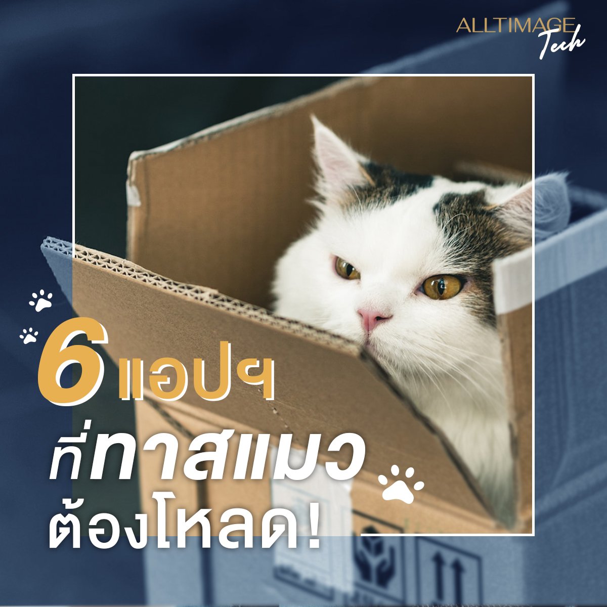 6 แอปฯ ที่เหล่าทาสแมวต้องโหลด!